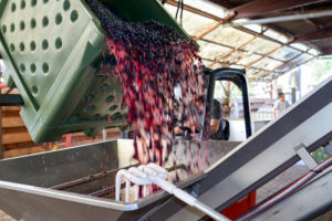 Weinlese, Weiterverarbeitung des Leseguts, Pinot Noir Lesegut wird aus Sammelbehälter in Entrappungsgerät/Traubenmühle geschüttet Weinlese, Weiterverarbeitung des Leseguts, Pinot Noir Lesegut wird aus Sammelbehälter in Entrappungsgerät/Traubenmühle geschüttet